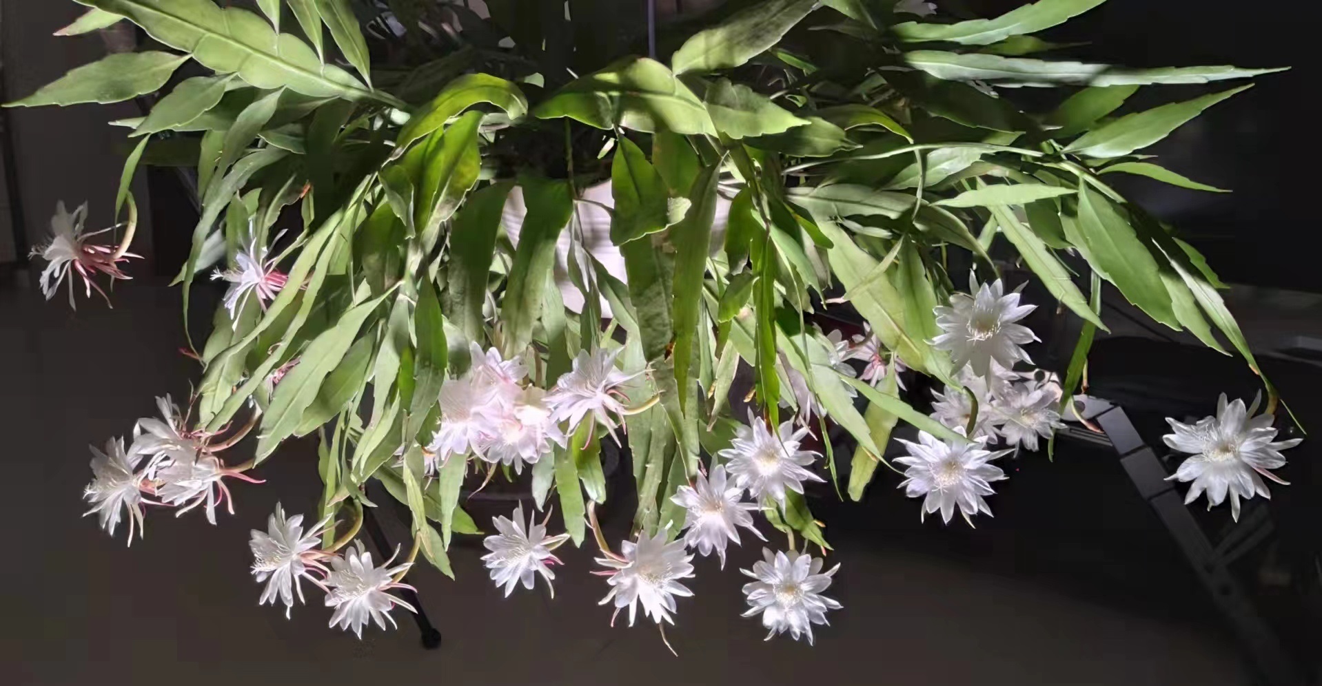 适合北阳台养的植物—小叶昙花,耐阴好养,开花勤奋,又美又香