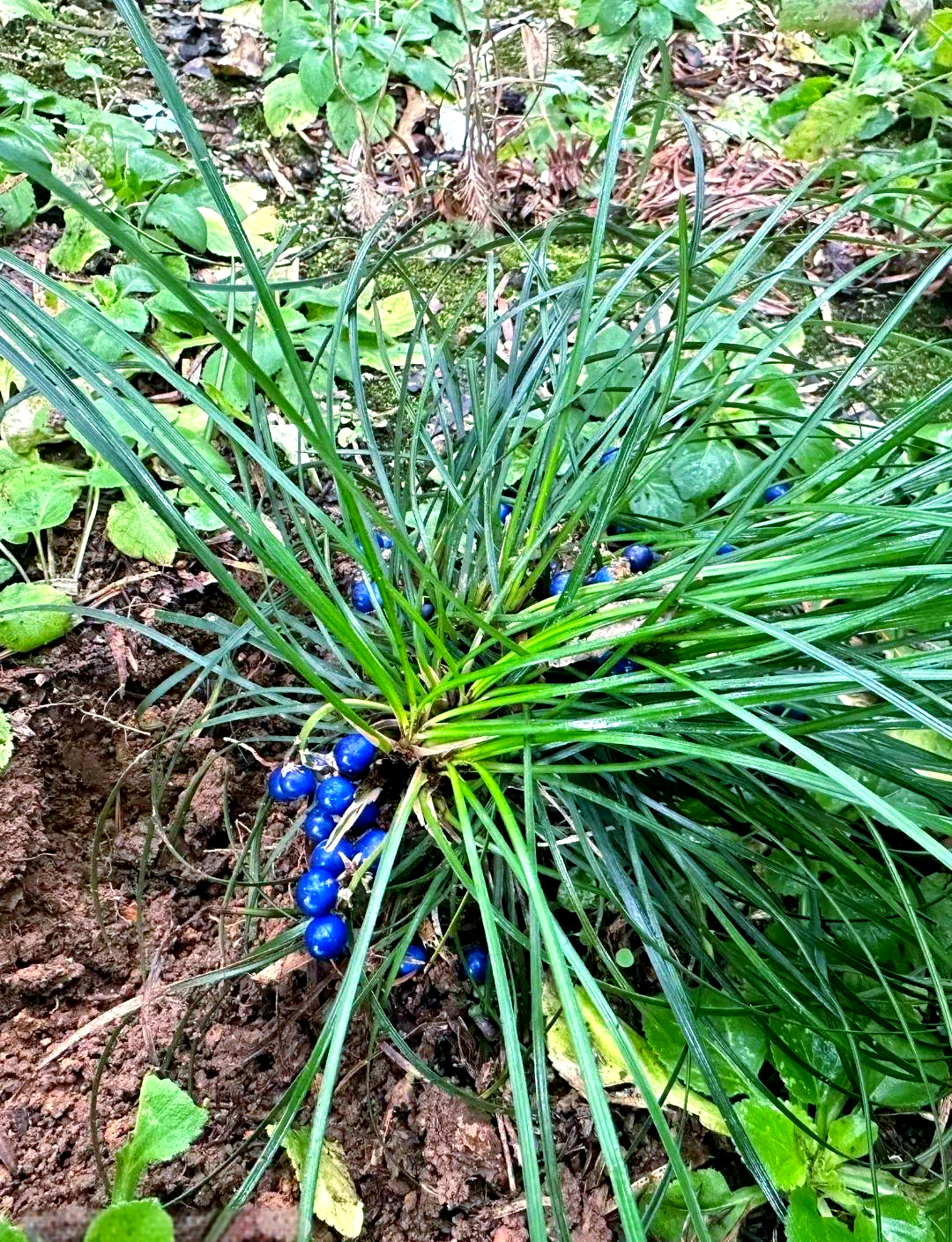 麦冬:传统草药中的璀璨明星,探索其奥秘与魅力