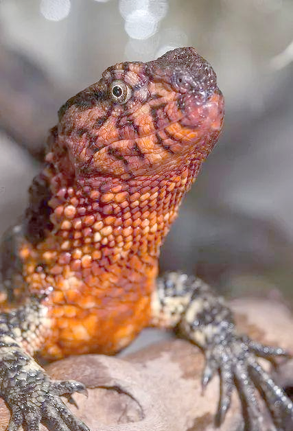 中国鳄蜥:从自然种群到濒危境地的蜕变