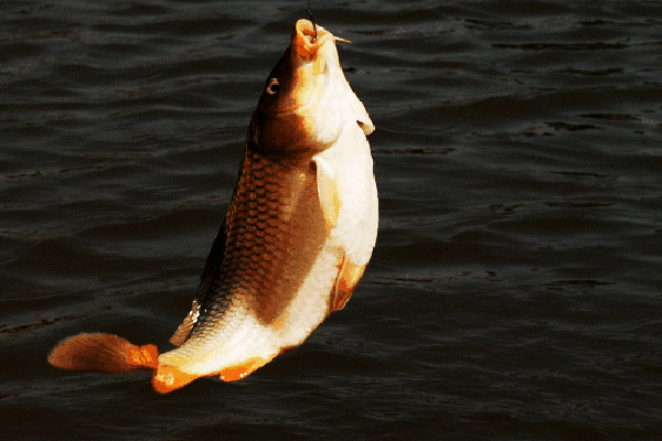 鱼儿上钩瞬间