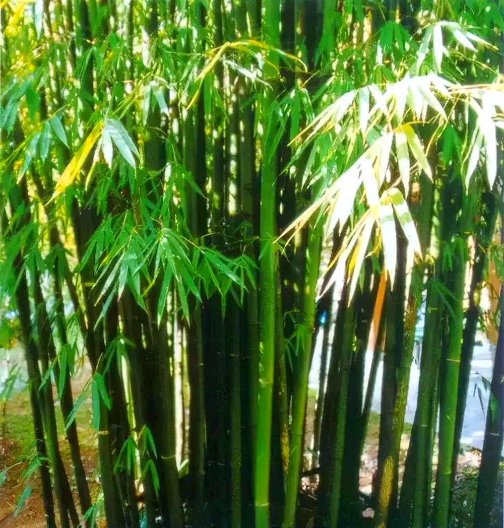 探索多样竹子品种,让你的庭院品味更上一层楼