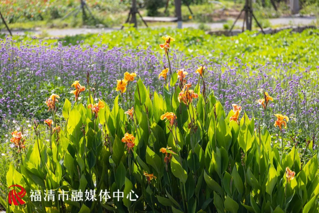 整体花期预计2个月形成美丽的郊野式花境美丽月见草,美人蕉等花卉争奇