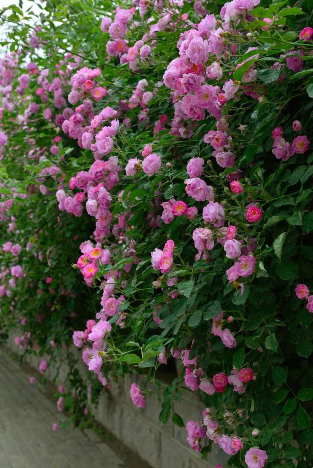 蔷薇花主题壁纸:高清护眼,唯美小清新