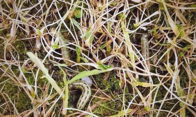 草坪大面积枯黄,警惕淡剑夜蛾危害