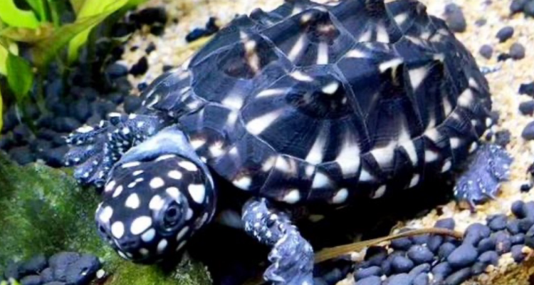 2022养一只斑点龟坐牢吗