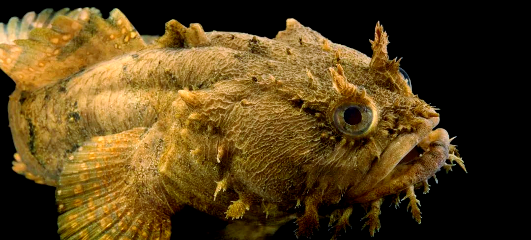 蟾鱼:呆萌的外表下藏着歌唱的灵魂