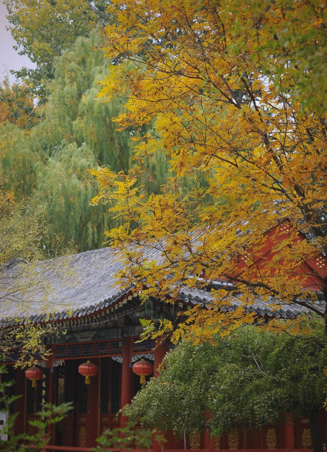 北京大观园的秋色:古典园林与自然的交融