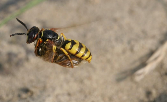 捕杀蜜蜂的欧洲狼蜂