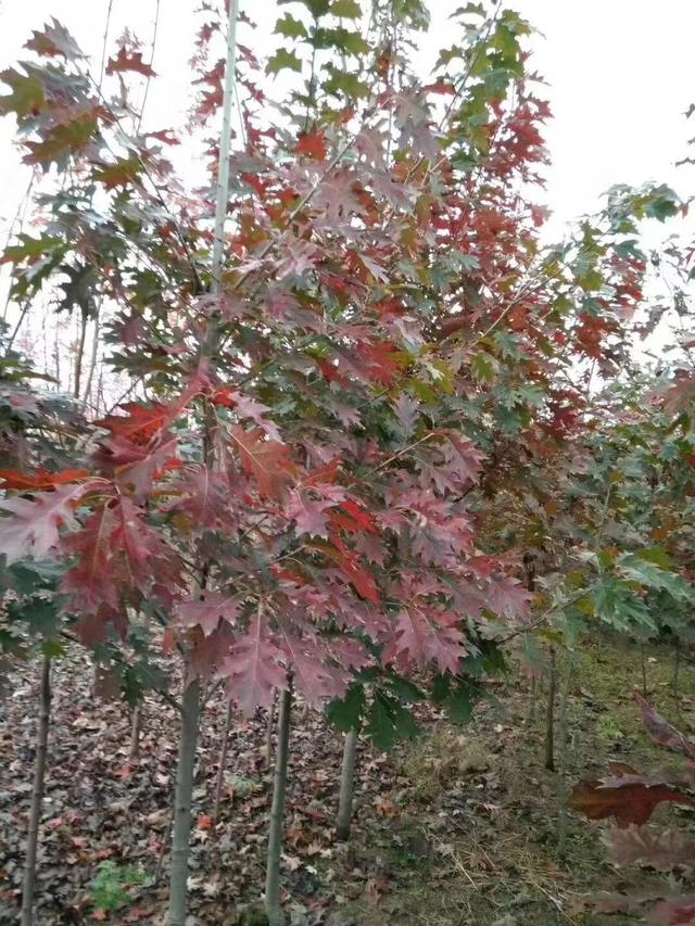 欧洲红栎树长什么样子