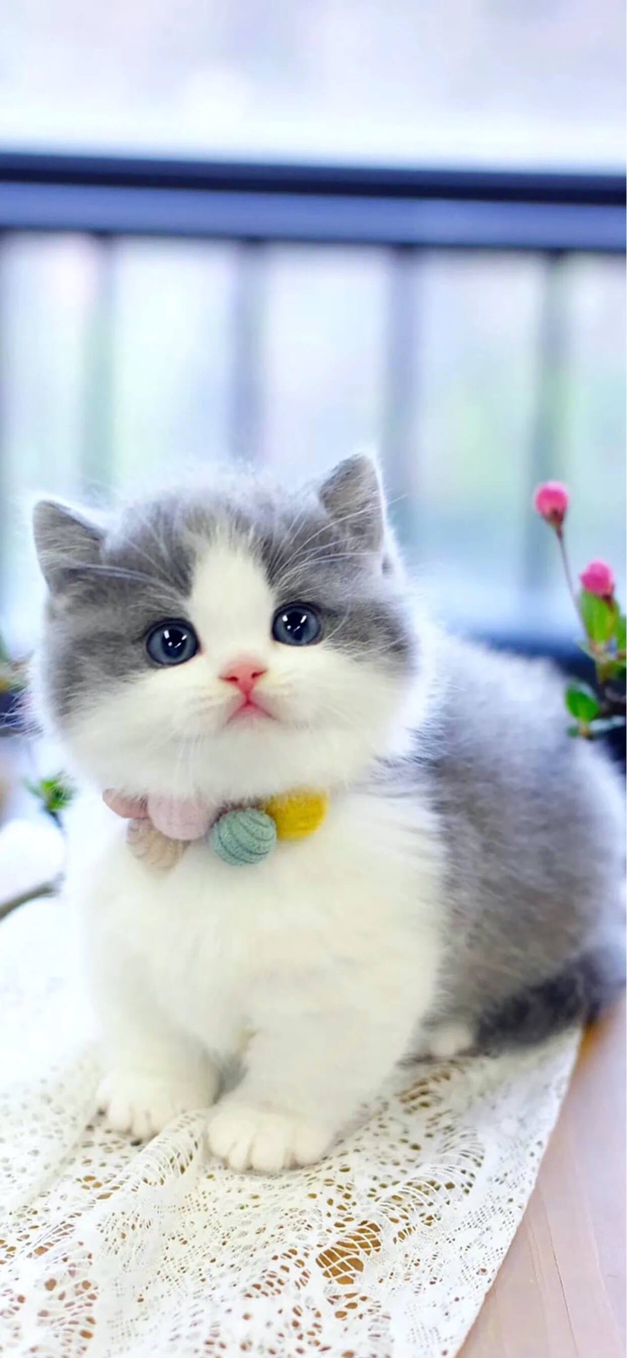 壁纸|超治愈的宠物