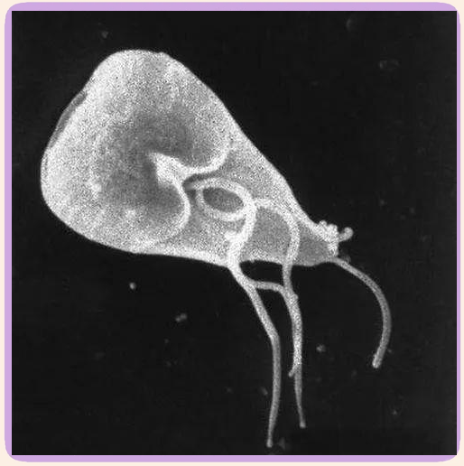 阿米巴原虫:一种独特的单细胞生物,可能引发多种疾病