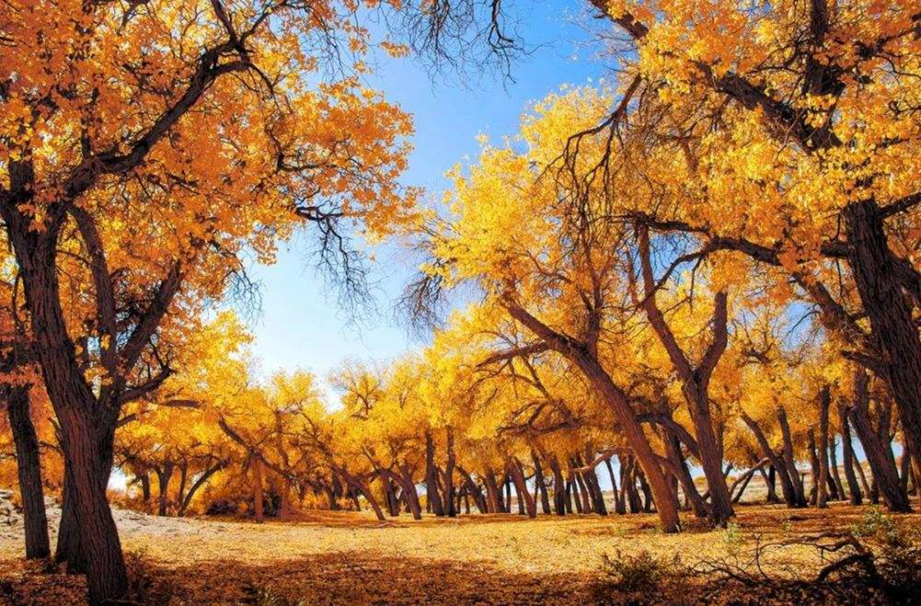 新疆最唯美的一道风景,塔里木胡杨林,面积最大存活最好的胡杨