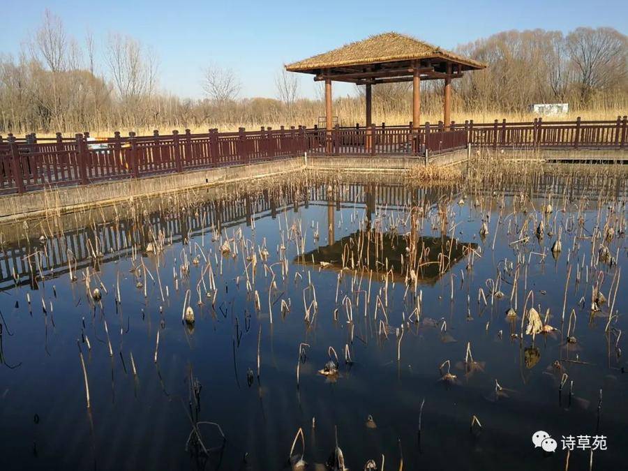 济南济西湿地公园图片