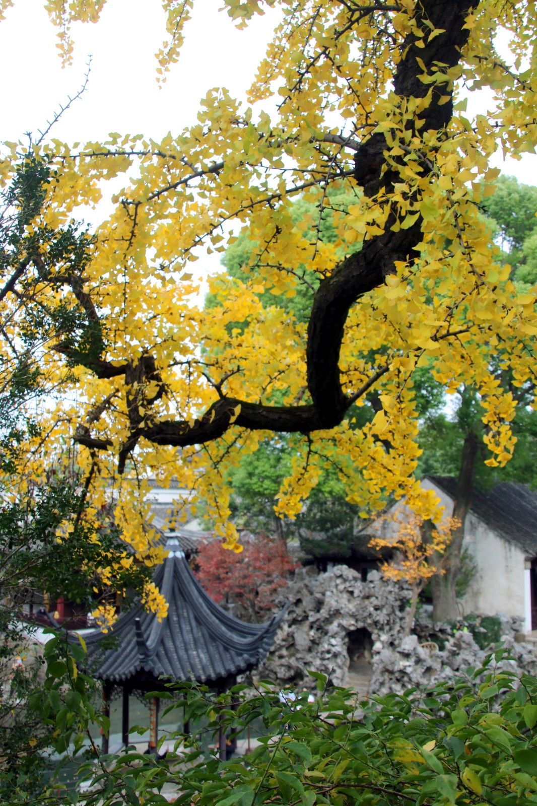 江苏苏州:狮子林400多岁古银杏满树金叶醉游人