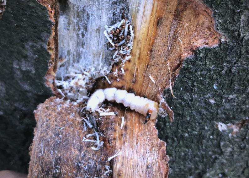 松褐天牛与松材线虫的危害与防治策略解析