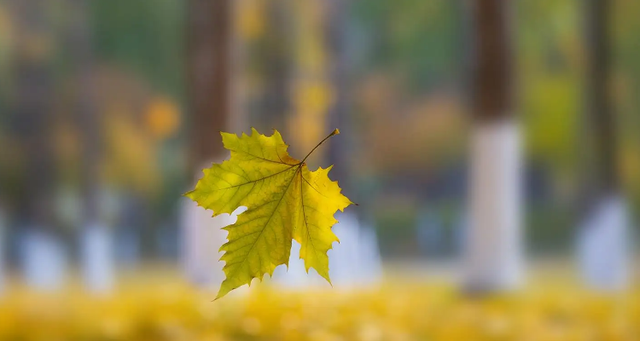 形容秋风凉爽的句子