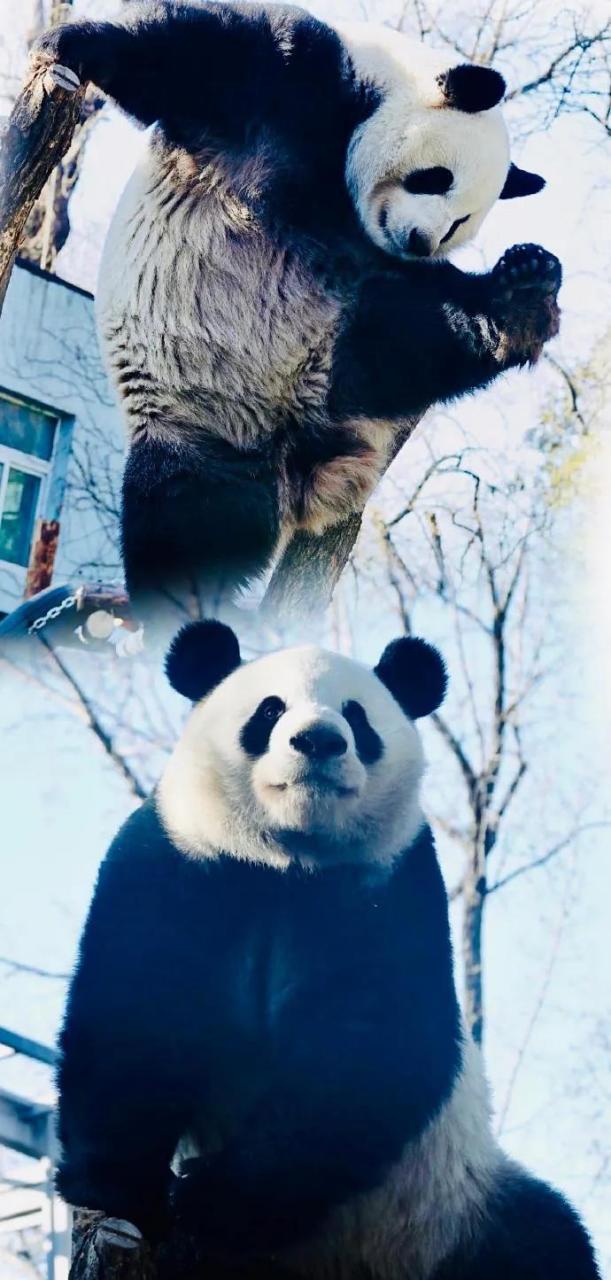 西直门三太子萌兰,身高一米九,北京户口.事业单位,有编制,金饭碗.