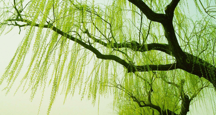 垂柳像什么的比喻成物