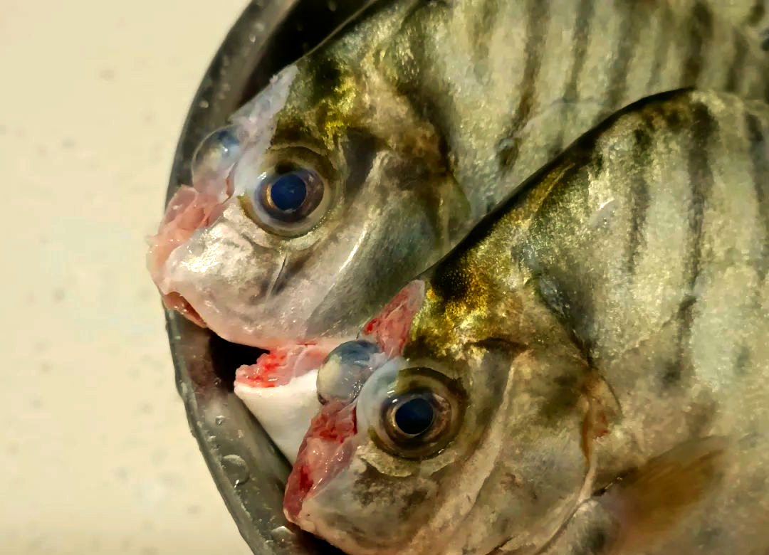 金鼓鱼与银鼓鱼的区别及购买指南