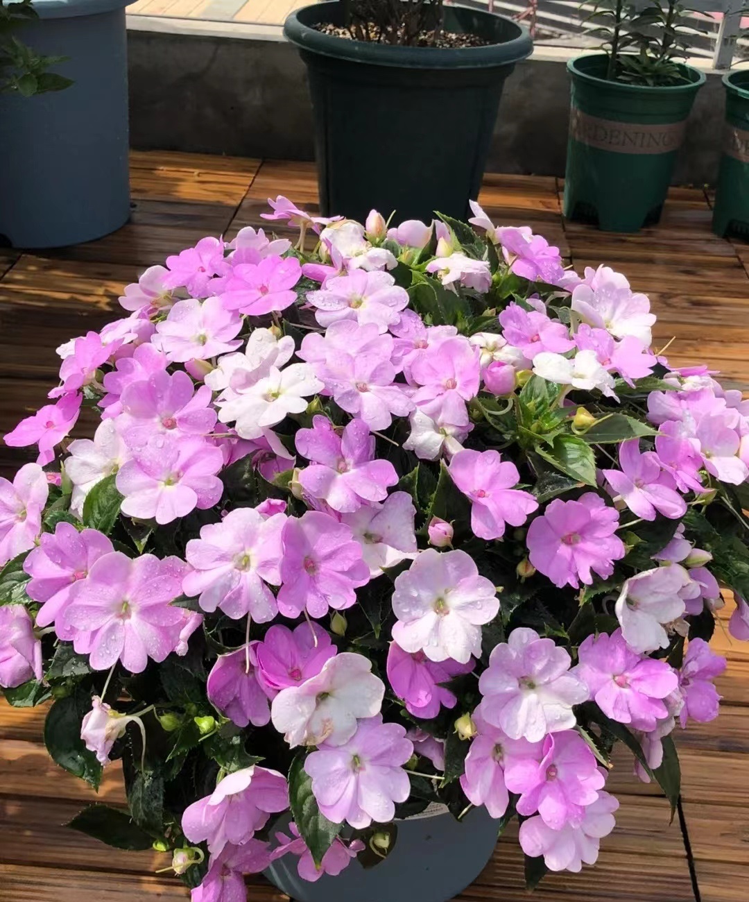 好看又爱开花的植物—超级凤仙花,从春末到深秋,而且耐热好养活