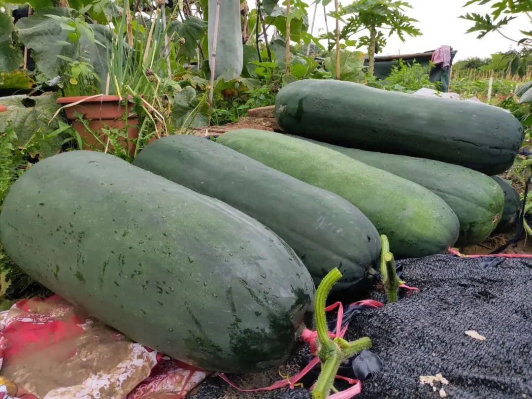 东瓜多少斤 - 2020年最新商品信息聚合专区 - 百度爱采购