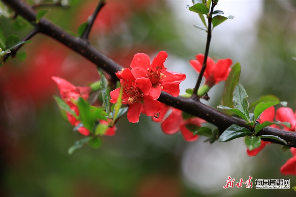 武都区政府毛鲜花图片