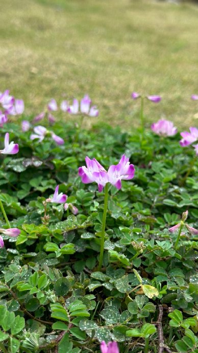 百花车轴草图片