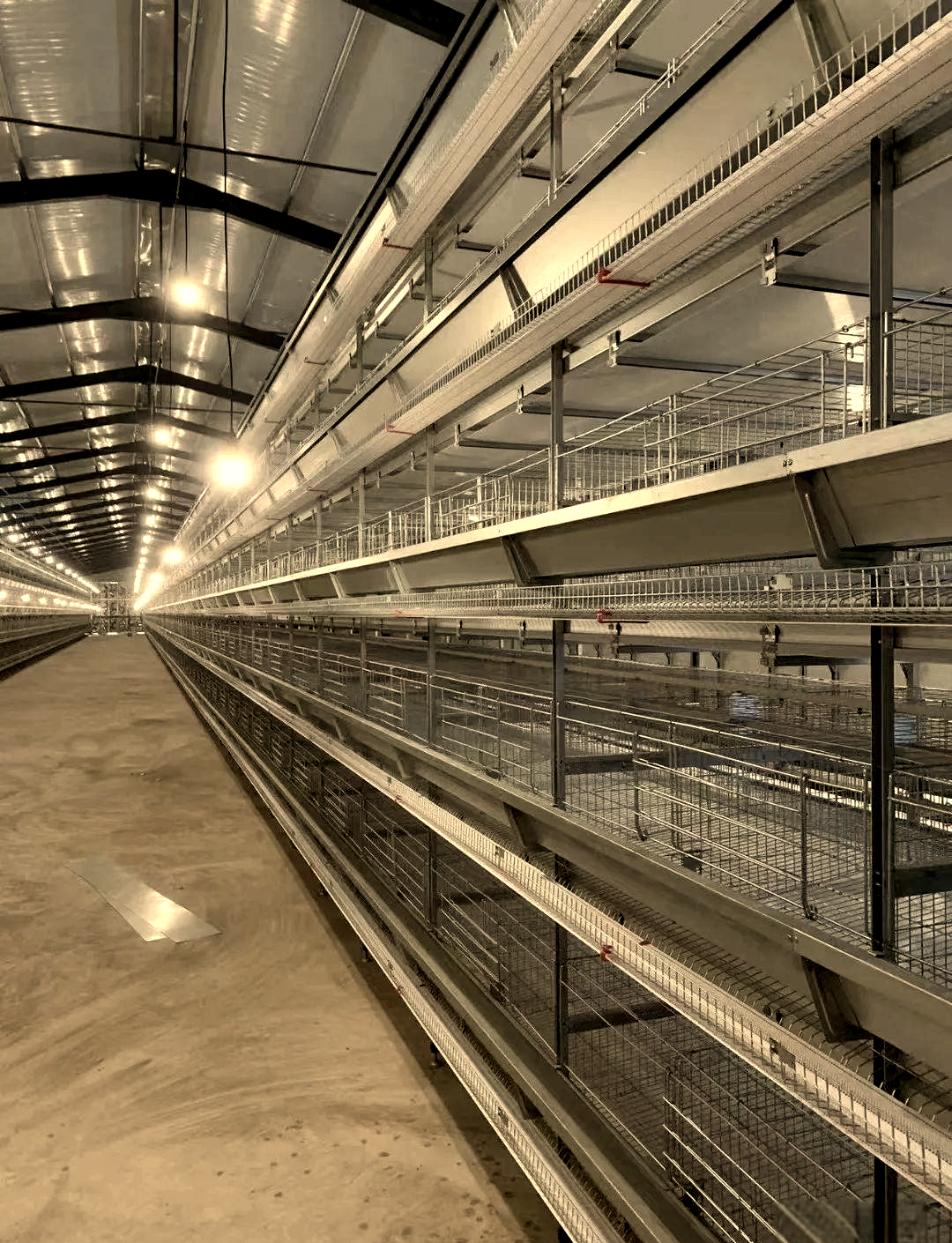 如何彻底消毒鸡舍?鸡舍消毒的多种方法推荐