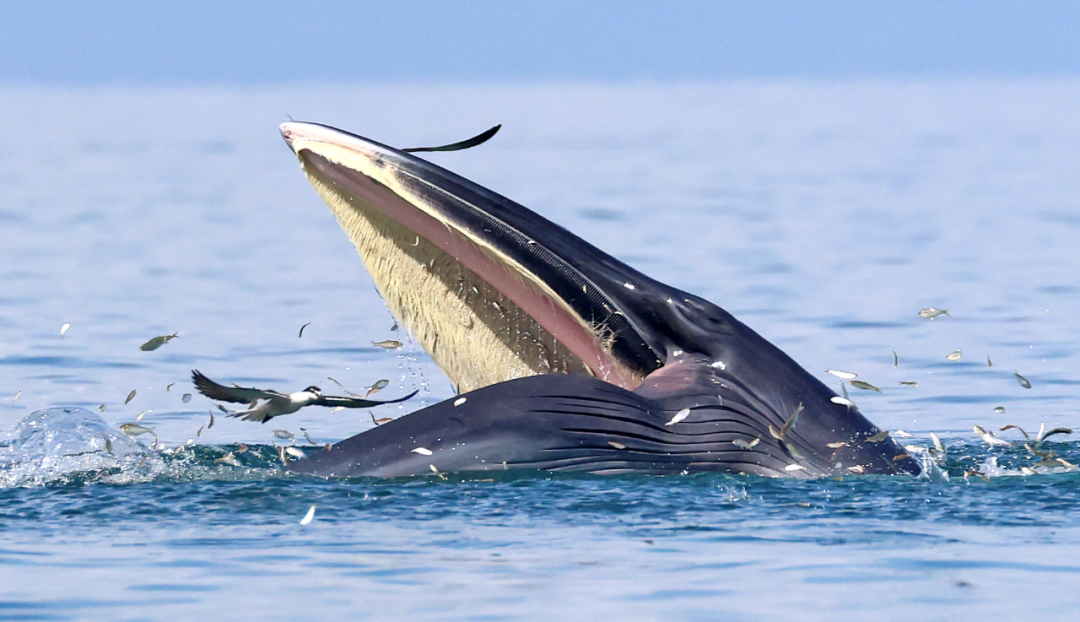 广东海洋大学深圳研究院高级工程师廖宝林表示:"从小布吃的食物来看