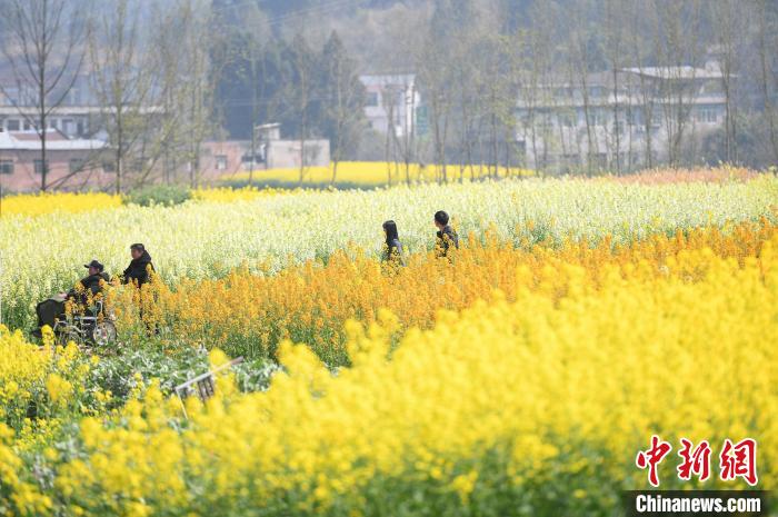 潼南油菜花高清图片图片