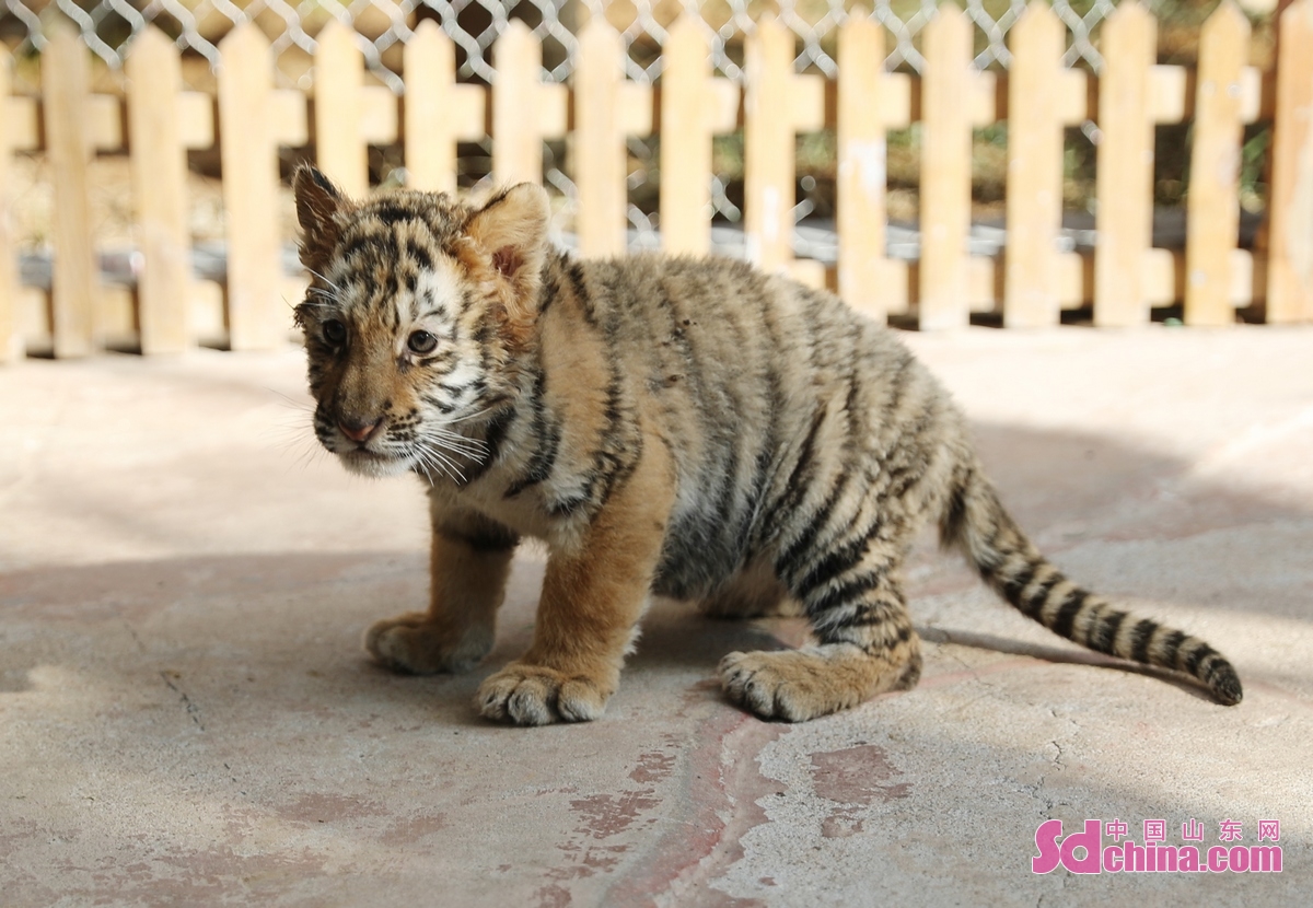山东青岛:东北虎 "双胞胎"幼崽迎虎年