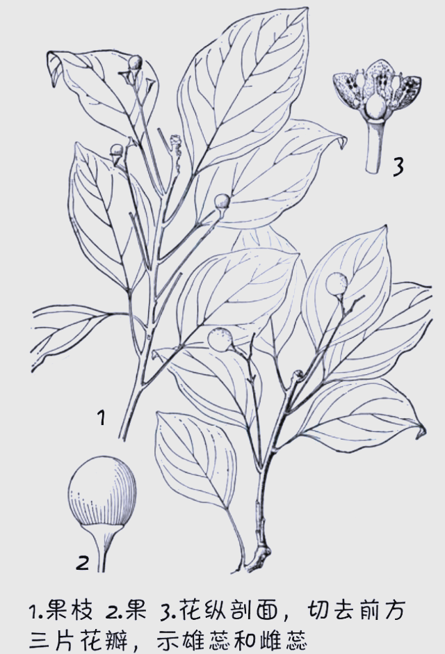 香樟——校园中的全能植物战士