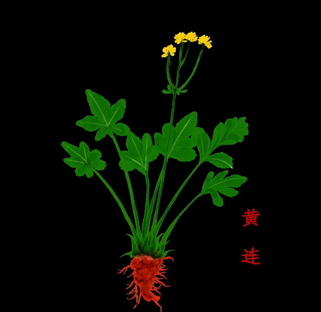 黄连清热解毒的中药瑰宝