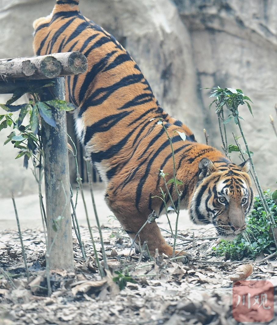 川虎生福 农历虎年将至成都动物园一睹"虎威"