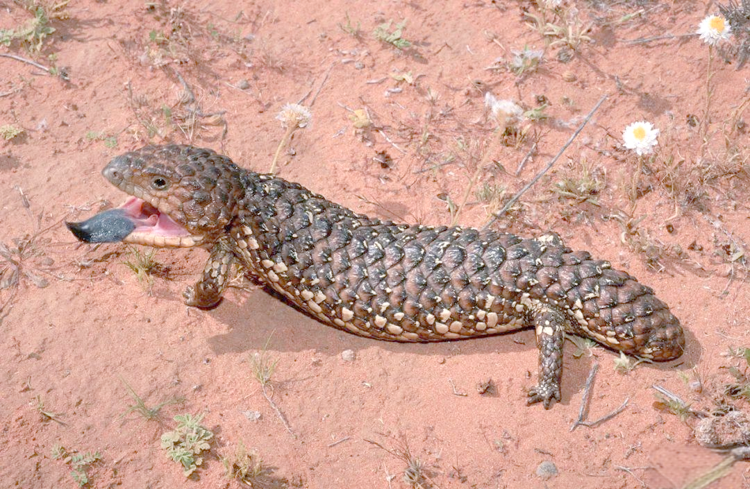 为何人们仍热衷于购买澳大利亚特有蜥蜴?
