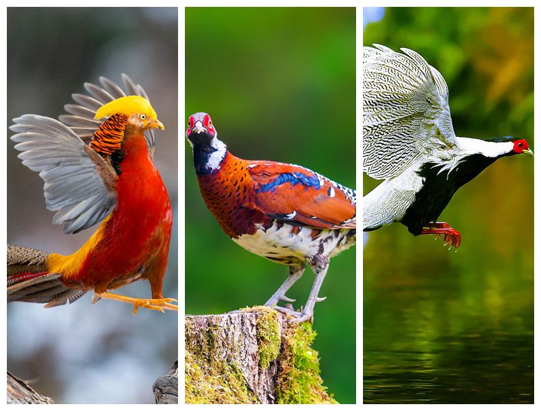 视频丨湖南阳明山公布一批珍稀鸟类影像 雌雄共舞母幼同框温馨满满