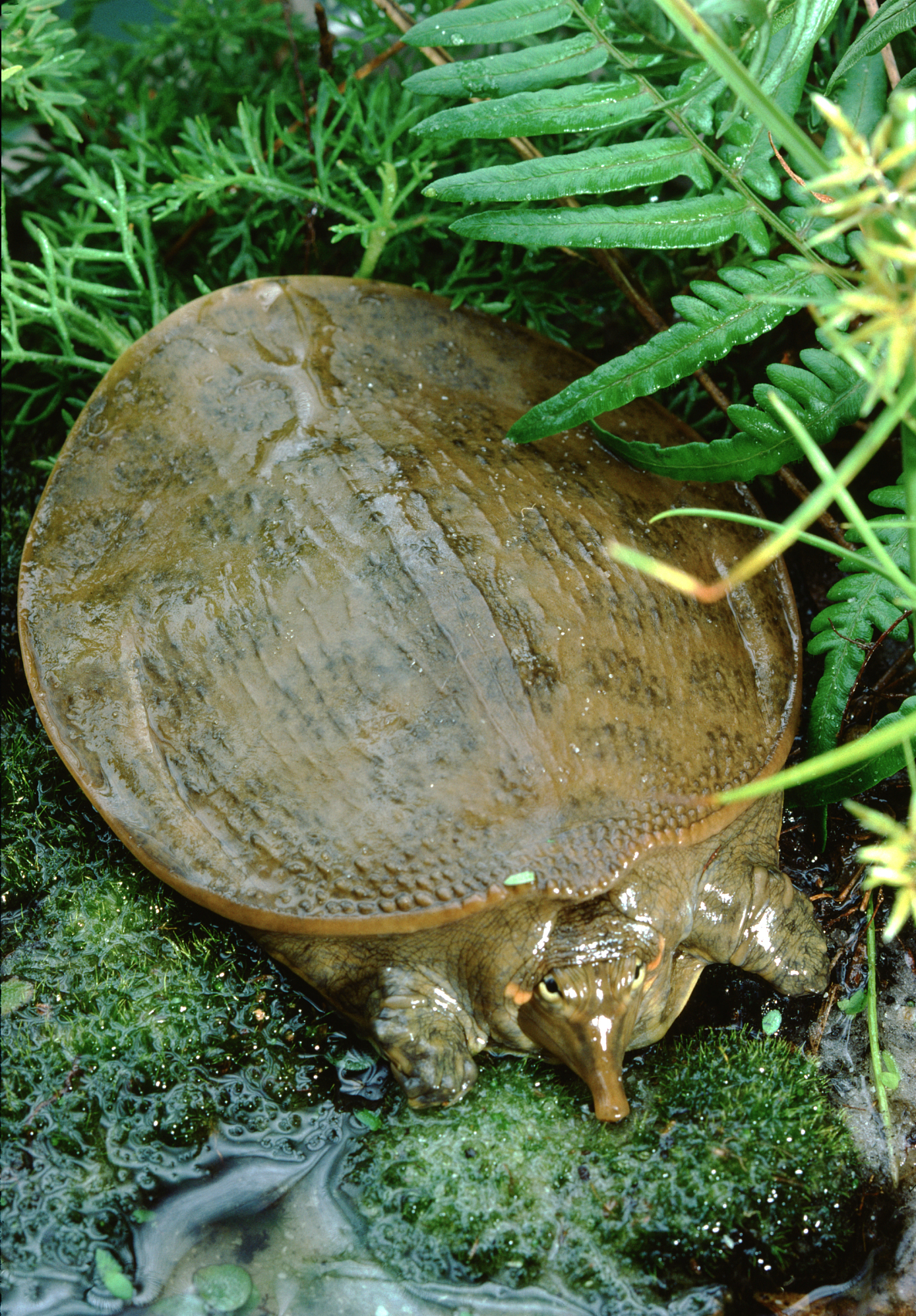 在家怎么饲养甲鱼