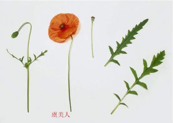 虞美人全株有明显的糙毛,分枝比较多而纤细,叶质比较薄,整体感觉会