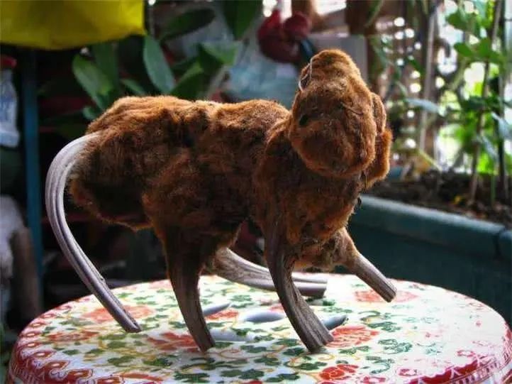 你眼里的"网红植物",实际是"牢底坐穿蕨"!