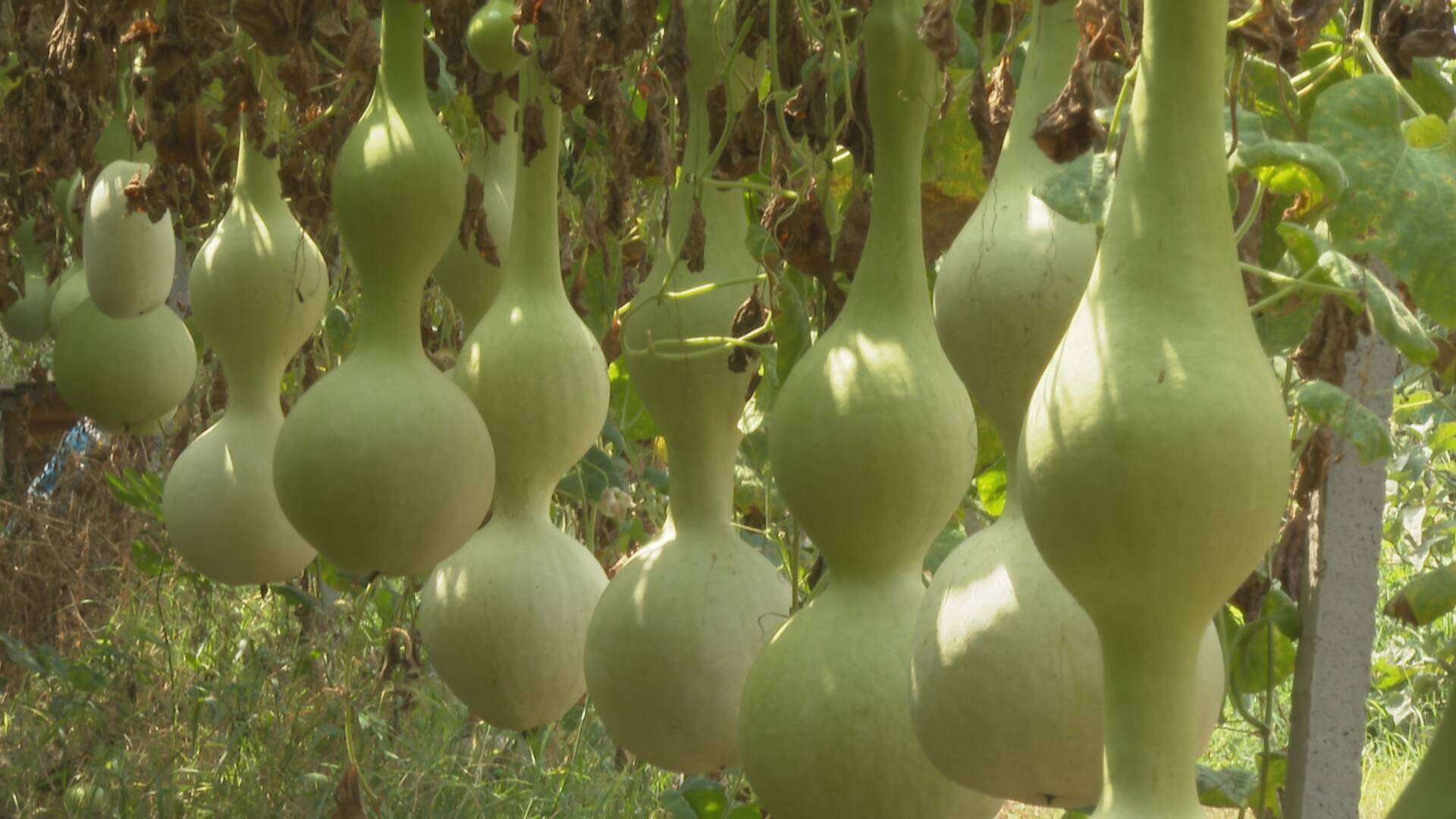 返乡种葫芦 奔向致富路