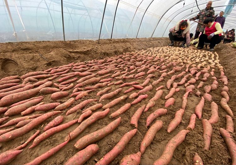 春耕正当时|陕西大荔官池镇红薯基地育苗忙