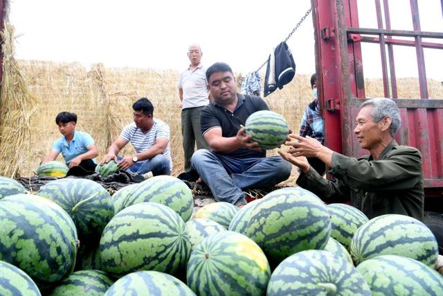 衡水饒陽:甜蜜力量,賦能振興