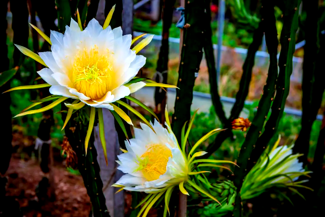 霸王花:农村致富新机遇,高收益带来生态与社会效益