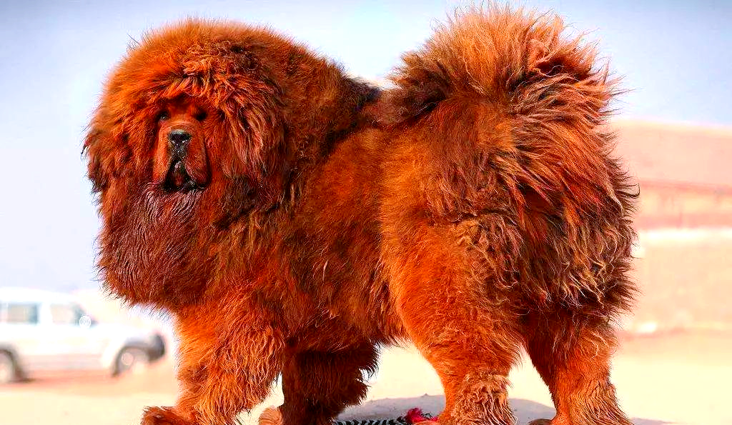 雪域神犬——藏獒的多样性与传奇故事