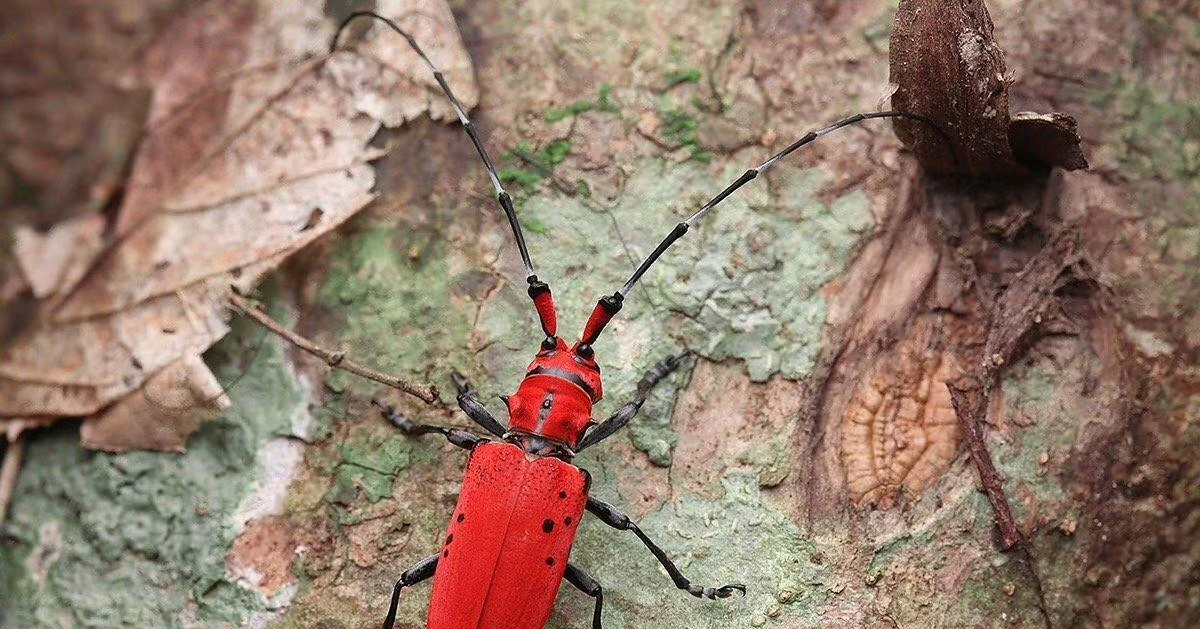 第一次见红色的天牛,感觉好神奇.