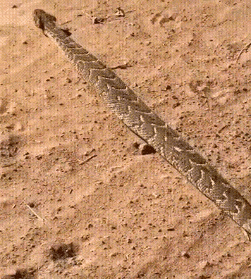 蝰科老大能否找回场子?