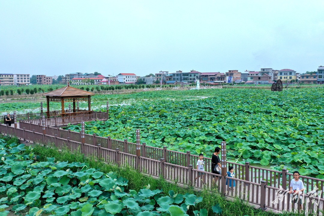 蒋家桥镇:农旅融合产业兴 荷香满庭醉游人