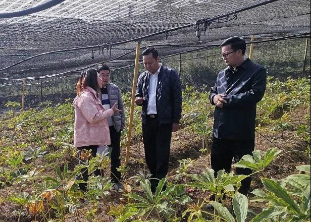 伍果深入甲依,南瓦调研当前各项重点工作推进情况