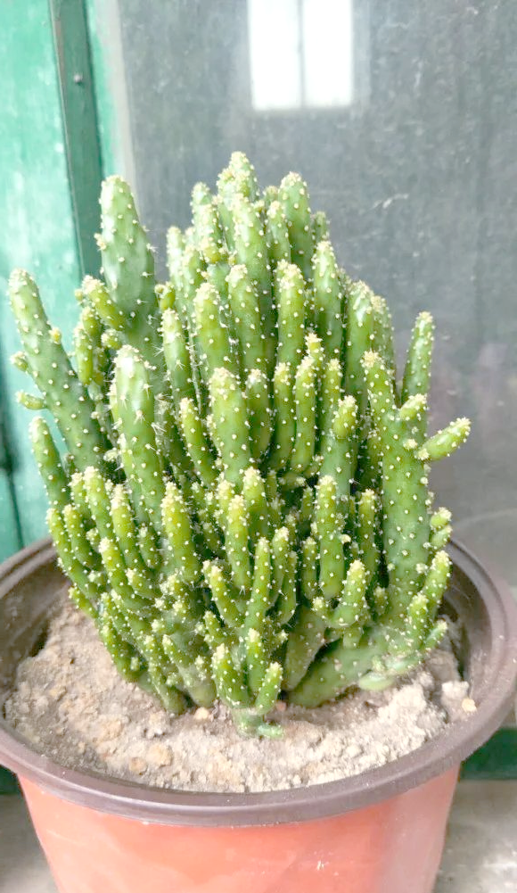 姬珊瑚:比仙人掌更易养的"摇钱树",寓意招财进宝