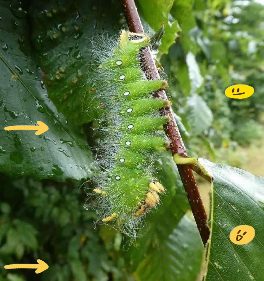 毛毛虫的足部探秘:众多小脚丫的放大之旅